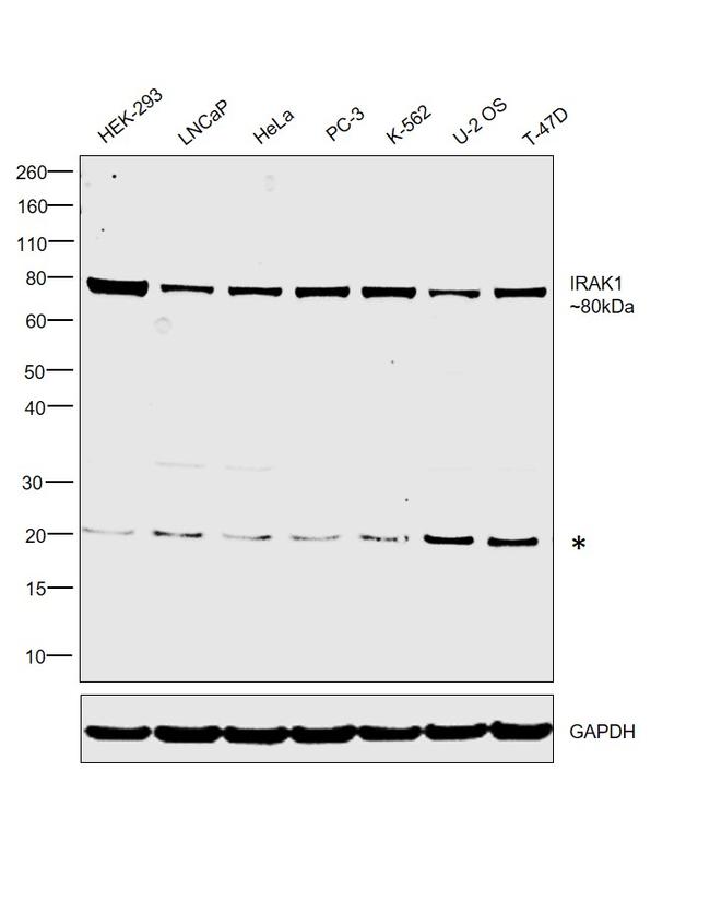 IRAK1 Antibody in Western Blot (WB)