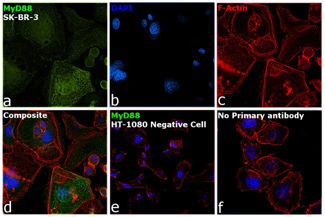 MyD88 Antibody in Immunocytochemistry (ICC/IF)