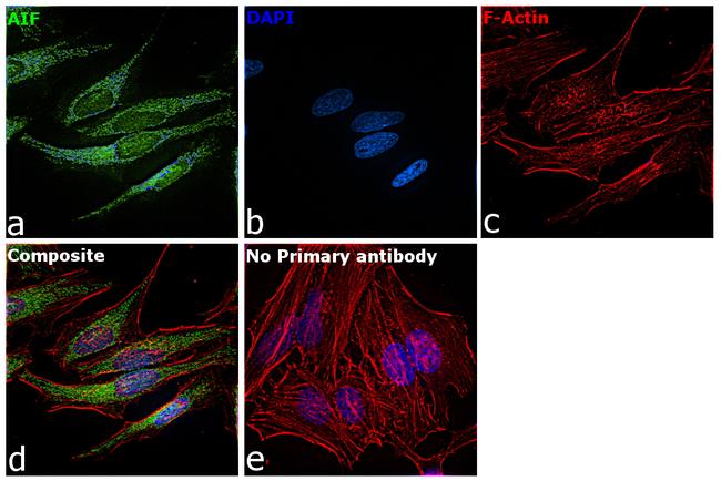 AIF Antibody in Immunocytochemistry (ICC/IF)