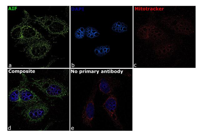 AIF Antibody in Immunocytochemistry (ICC/IF)