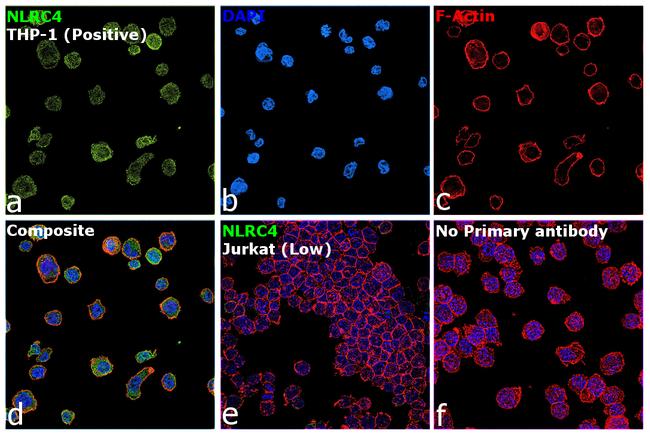 NLRC4 Antibody in Immunocytochemistry (ICC/IF)