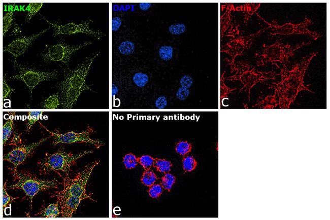 IRAK4 Antibody in Immunocytochemistry (ICC/IF)