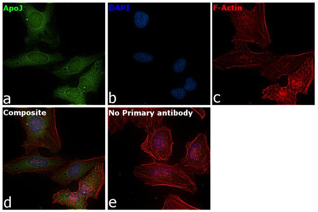 Apolipoprotein J Antibody in Immunocytochemistry (ICC/IF)