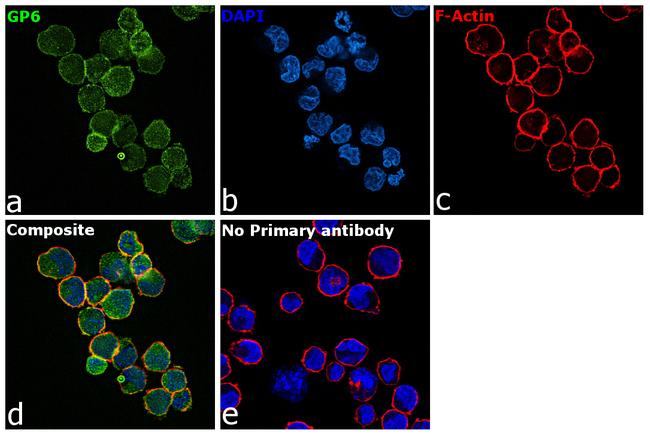 GP6 Antibody in Immunocytochemistry (ICC/IF)