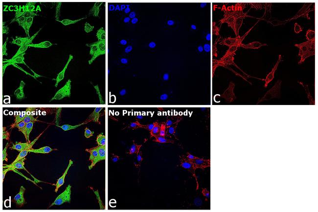 ZC3H12A Antibody in Immunocytochemistry (ICC/IF)