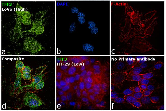 TFF3 Antibody in Immunocytochemistry (ICC/IF)