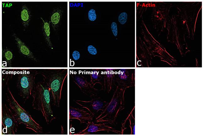 TAP Antibody in Immunocytochemistry (ICC/IF)