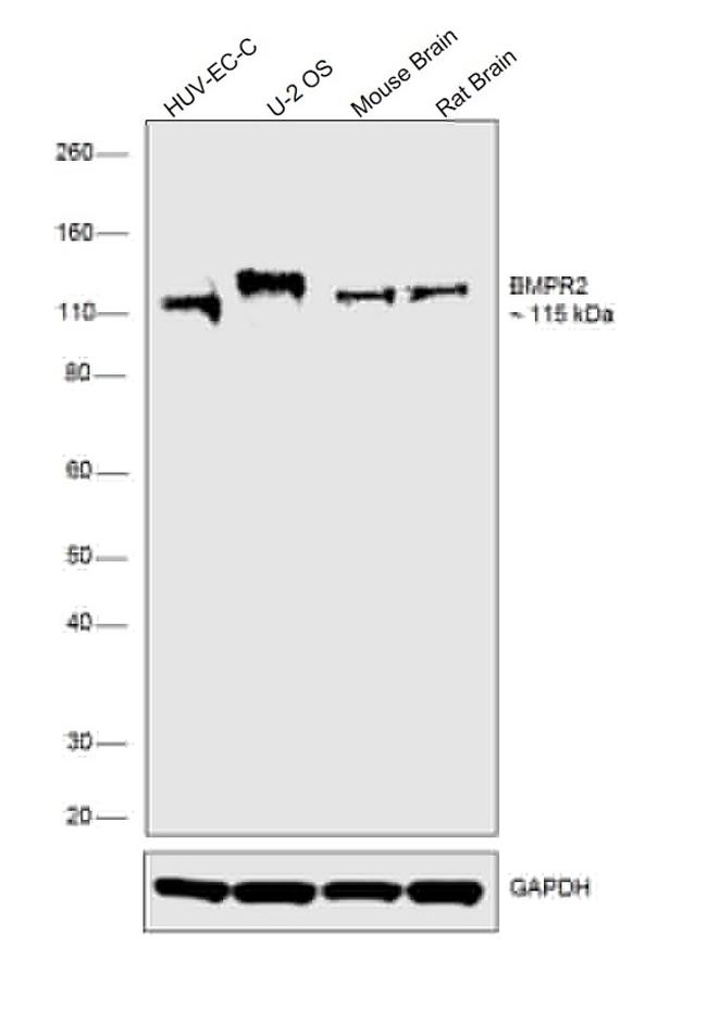 BMPR2 Antibody in Western Blot (WB)