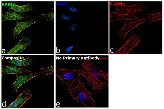 RAP1A Antibody in Immunocytochemistry (ICC/IF)