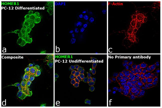 HOMER1 Antibody in Immunocytochemistry (ICC/IF)