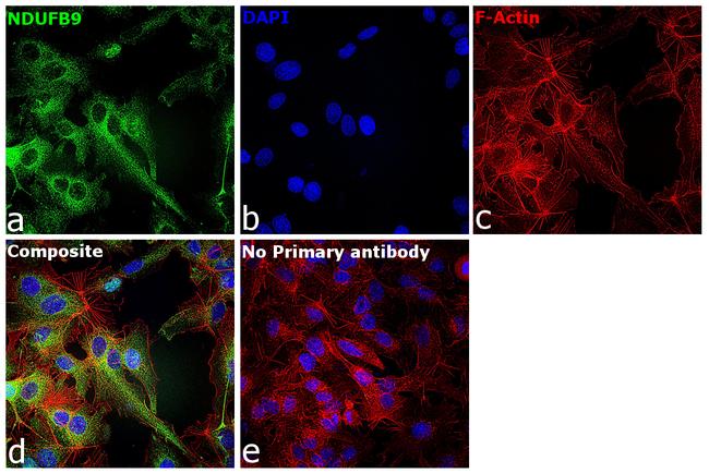 NDUFB9 Antibody in Immunocytochemistry (ICC/IF)