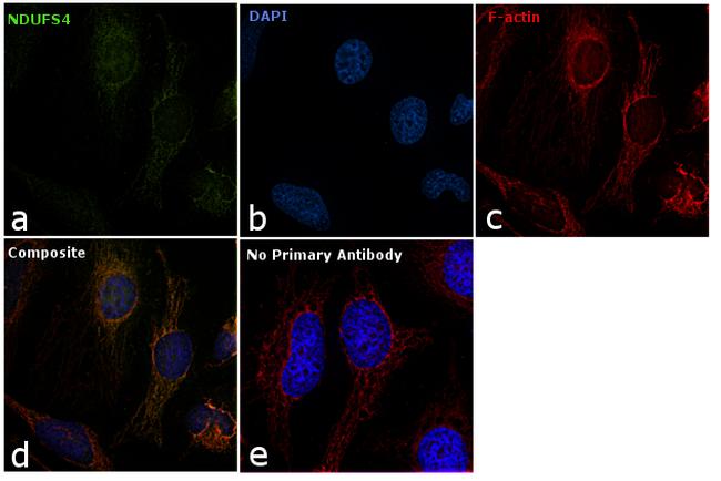 NDUFS4 Antibody in Immunocytochemistry (ICC/IF)