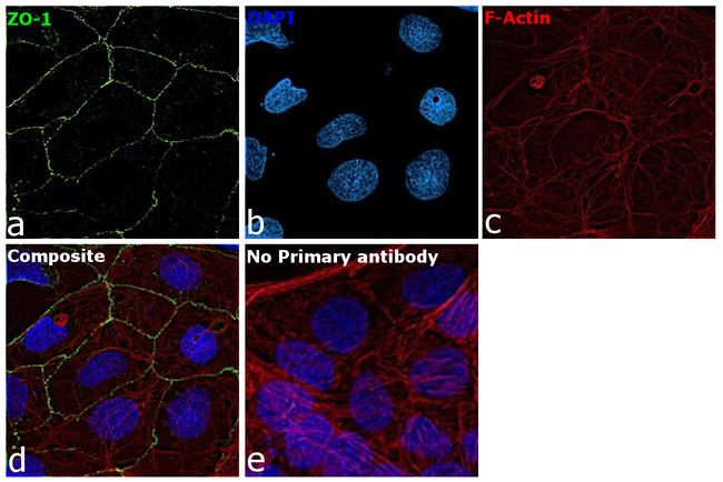 ZO-1 Antibody in Immunocytochemistry (ICC/IF)