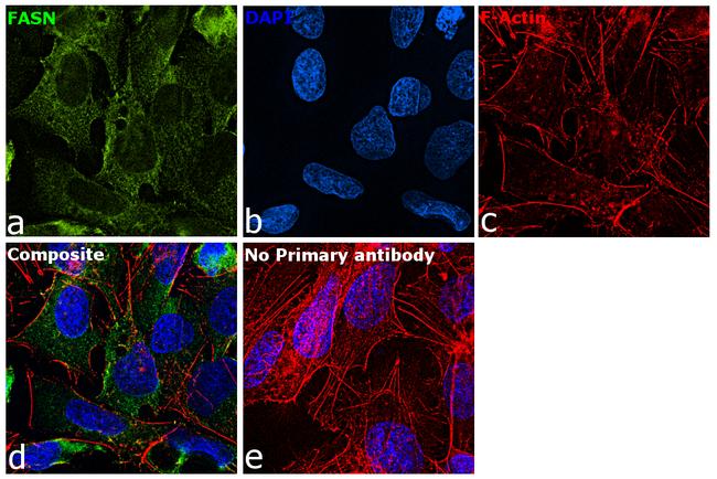 FASN Antibody in Immunocytochemistry (ICC/IF)