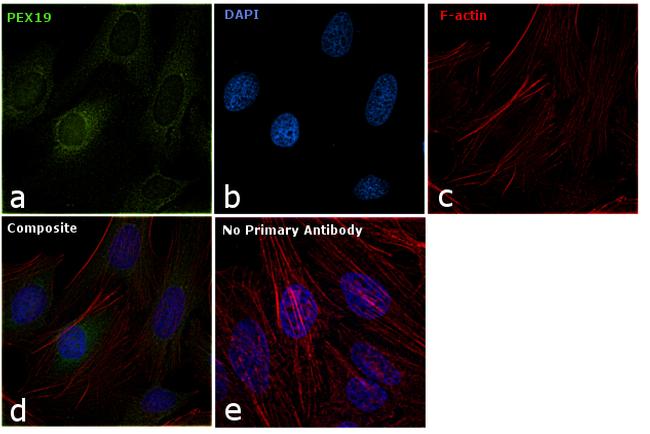 PEX19 Antibody in Immunocytochemistry (ICC/IF)