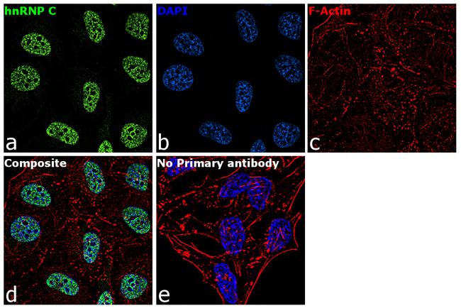 hnRNP C Antibody in Immunocytochemistry (ICC/IF)