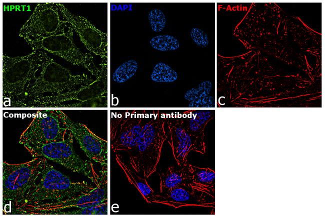 HPRT1 Antibody in Immunocytochemistry (ICC/IF)