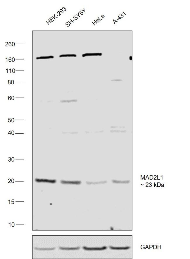 MAD2 Antibody in Western Blot (WB)