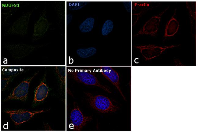 NDUFS1 Antibody in Immunocytochemistry (ICC/IF)