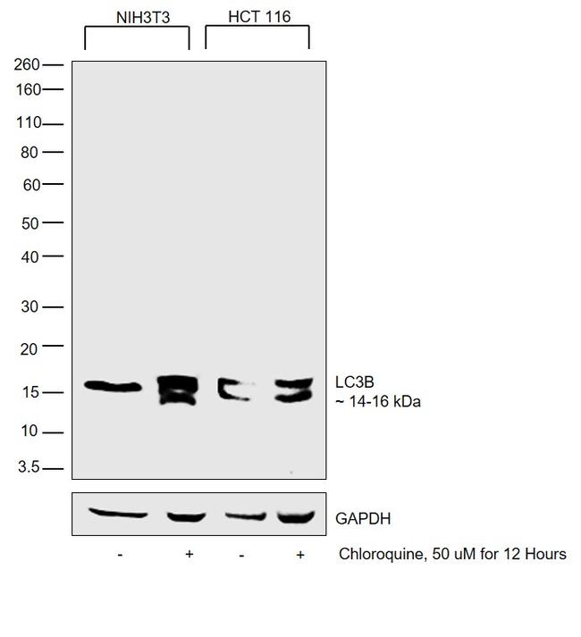 LC3A/LC3B Antibody in Western Blot (WB)