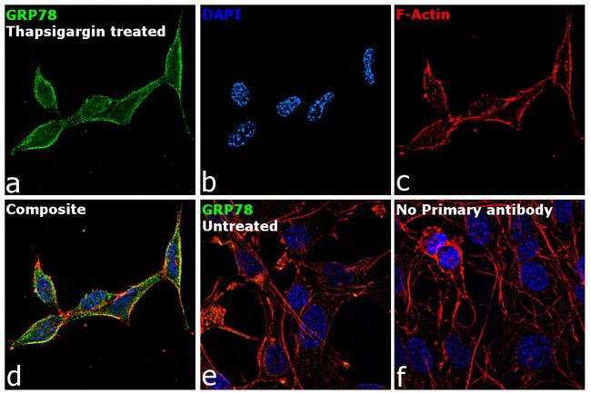 GRP78 Antibody in Immunocytochemistry (ICC/IF)