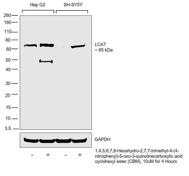 LCAT Antibody in Western Blot (WB)