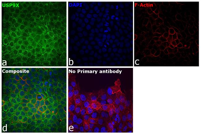 USP9X Antibody in Immunocytochemistry (ICC/IF)