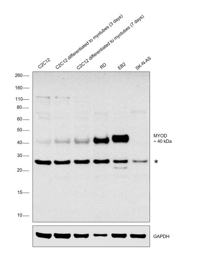 MYOD Antibody in Western Blot (WB)