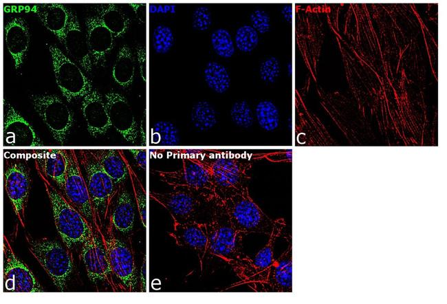 GRP94 Antibody in Immunocytochemistry (ICC/IF)