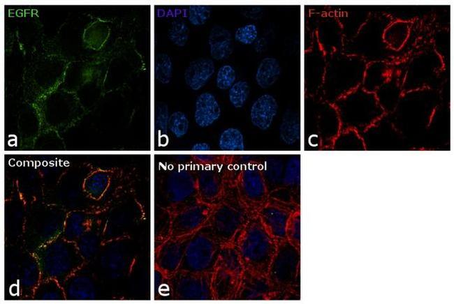 EGFR Antibody in Immunocytochemistry (ICC/IF)