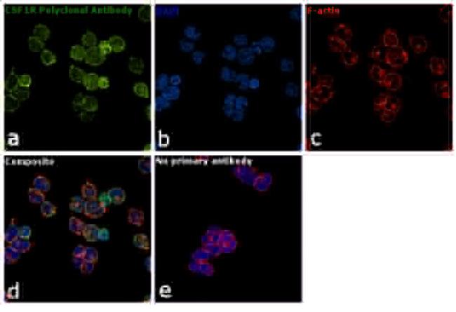 CSF1R Antibody in Immunocytochemistry (ICC/IF)