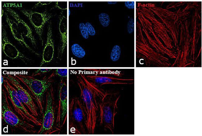 ATP5A1 Antibody in Immunocytochemistry (ICC/IF)