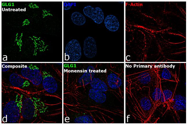 GLG1 Antibody in Immunocytochemistry (ICC/IF)