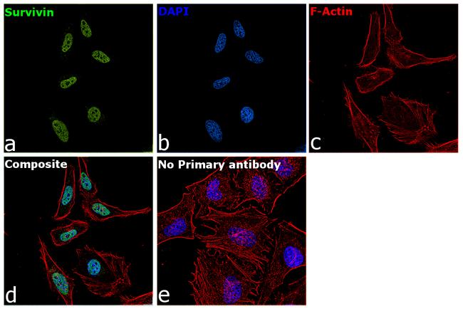 Survivin Antibody in Immunocytochemistry (ICC/IF)