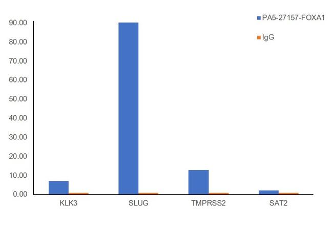 FOXA1 Antibody in ChIP Assay (ChIP)