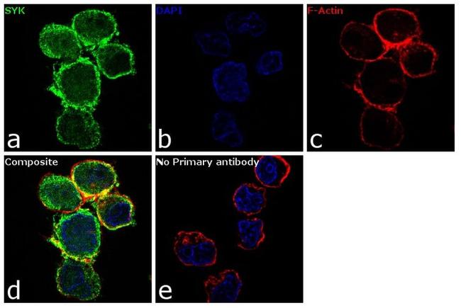 Syk Antibody in Immunocytochemistry (ICC/IF)