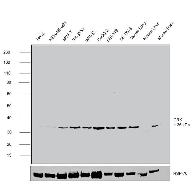 Crk Antibody in Western Blot (WB)