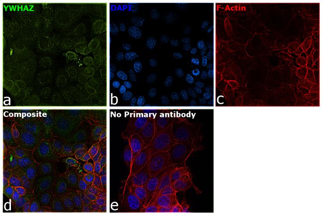 14-3-3 zeta Antibody in Immunocytochemistry (ICC/IF)