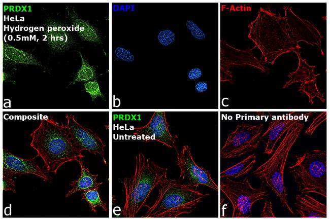 PRDX1 Antibody in Immunocytochemistry (ICC/IF)