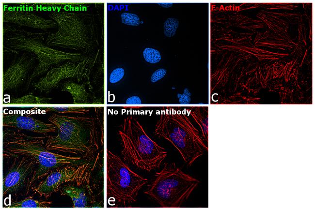 Ferritin Heavy Chain Antibody in Immunocytochemistry (ICC/IF)