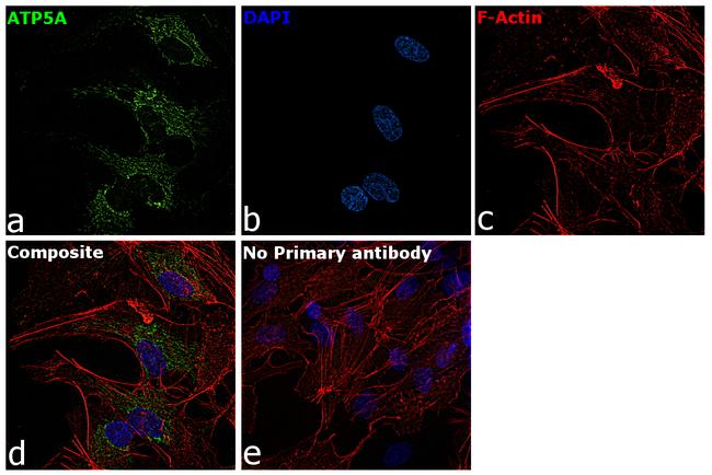 ATP5A1 Antibody in Immunocytochemistry (ICC/IF)