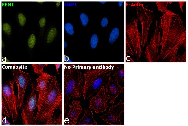 FEN1 Antibody in Immunocytochemistry (ICC/IF)