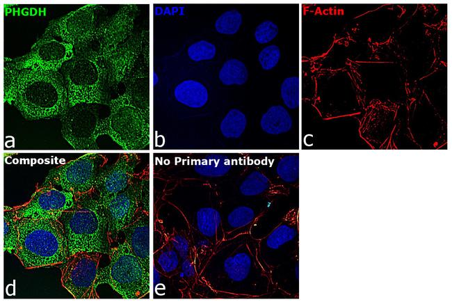 PHGDH Antibody in Immunocytochemistry (ICC/IF)