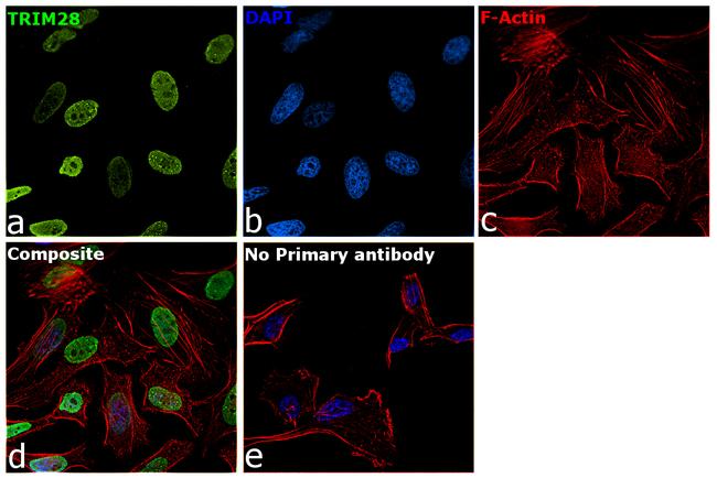 TRIM28 Antibody in Immunocytochemistry (ICC/IF)