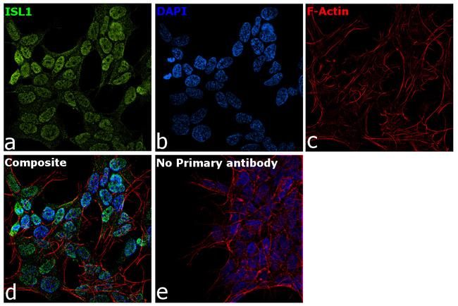 ISL1 Antibody in Immunocytochemistry (ICC/IF)