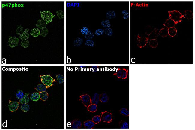 p47phox Antibody in Immunocytochemistry (ICC/IF)