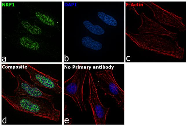 NRF1 Antibody in Immunocytochemistry (ICC/IF)