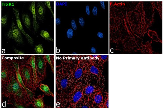 TrxR1 Antibody in Immunocytochemistry (ICC/IF)