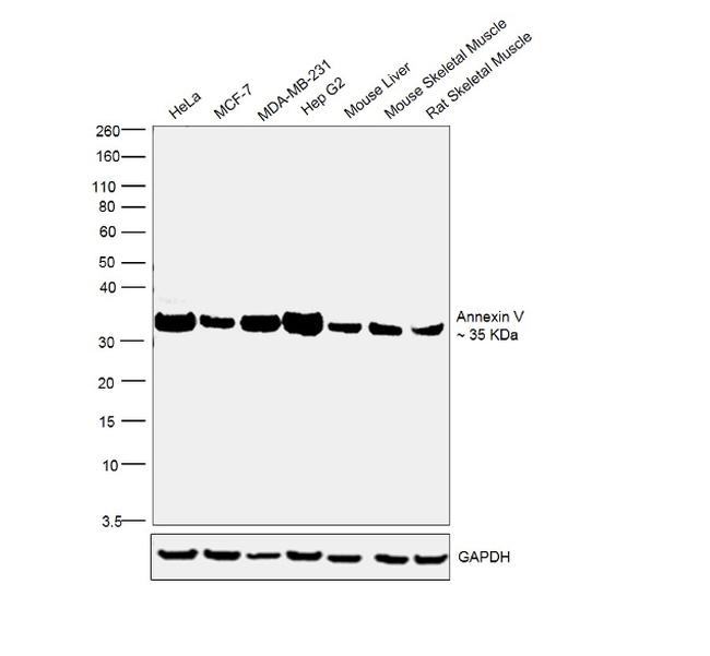 Annexin V Antibody in Western Blot (WB)