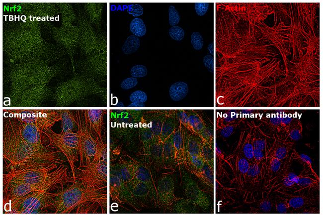 Nrf2 Antibody in Immunocytochemistry (ICC/IF)